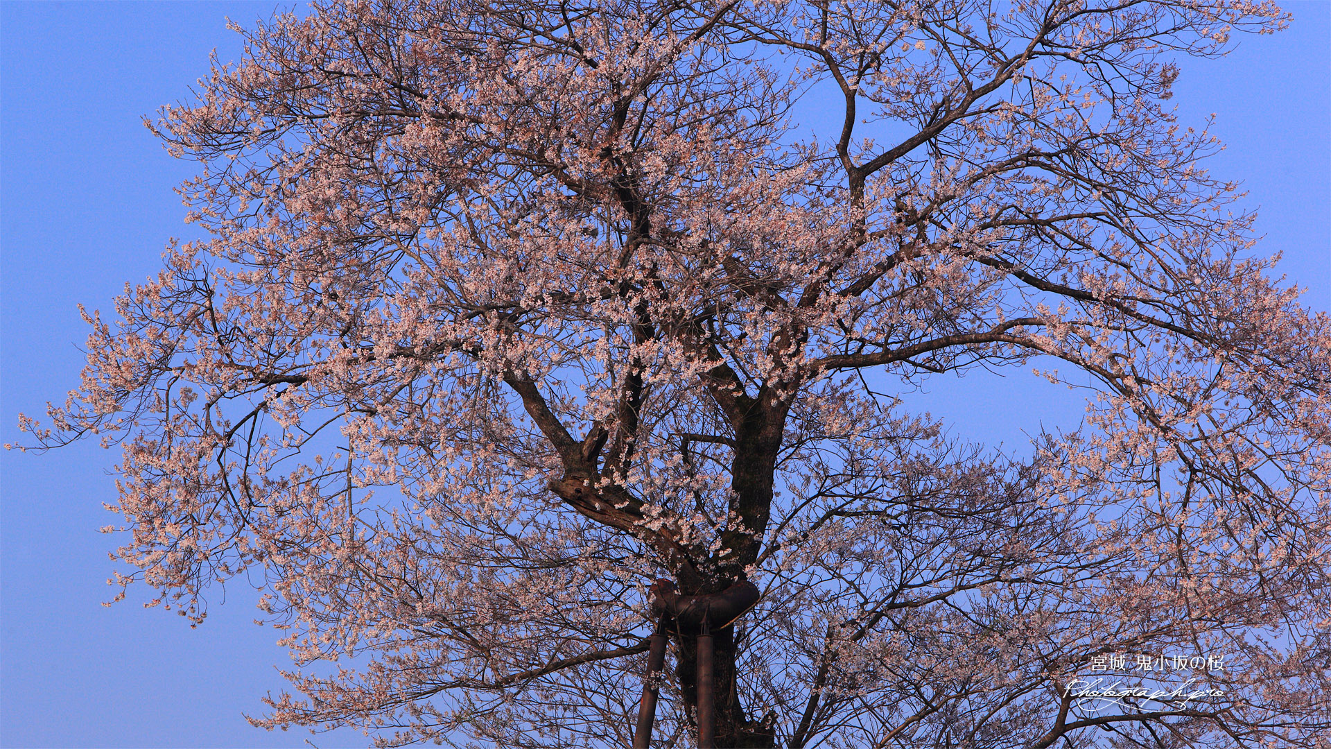 鬼小坂の桜