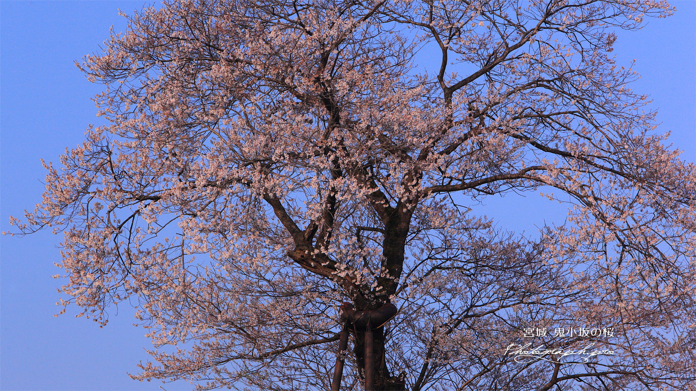 鬼小坂の桜 壁紙