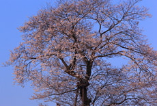 鬼小坂の桜