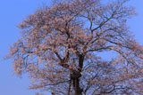 鬼小坂の桜