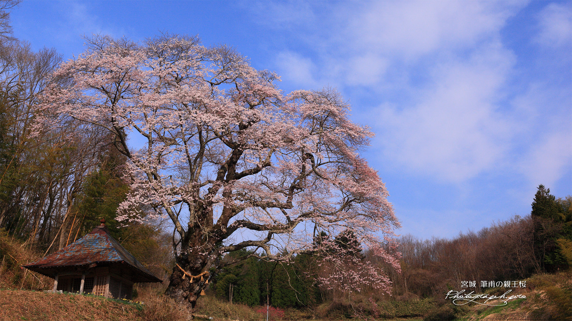 筆甫のウバヒガン桜