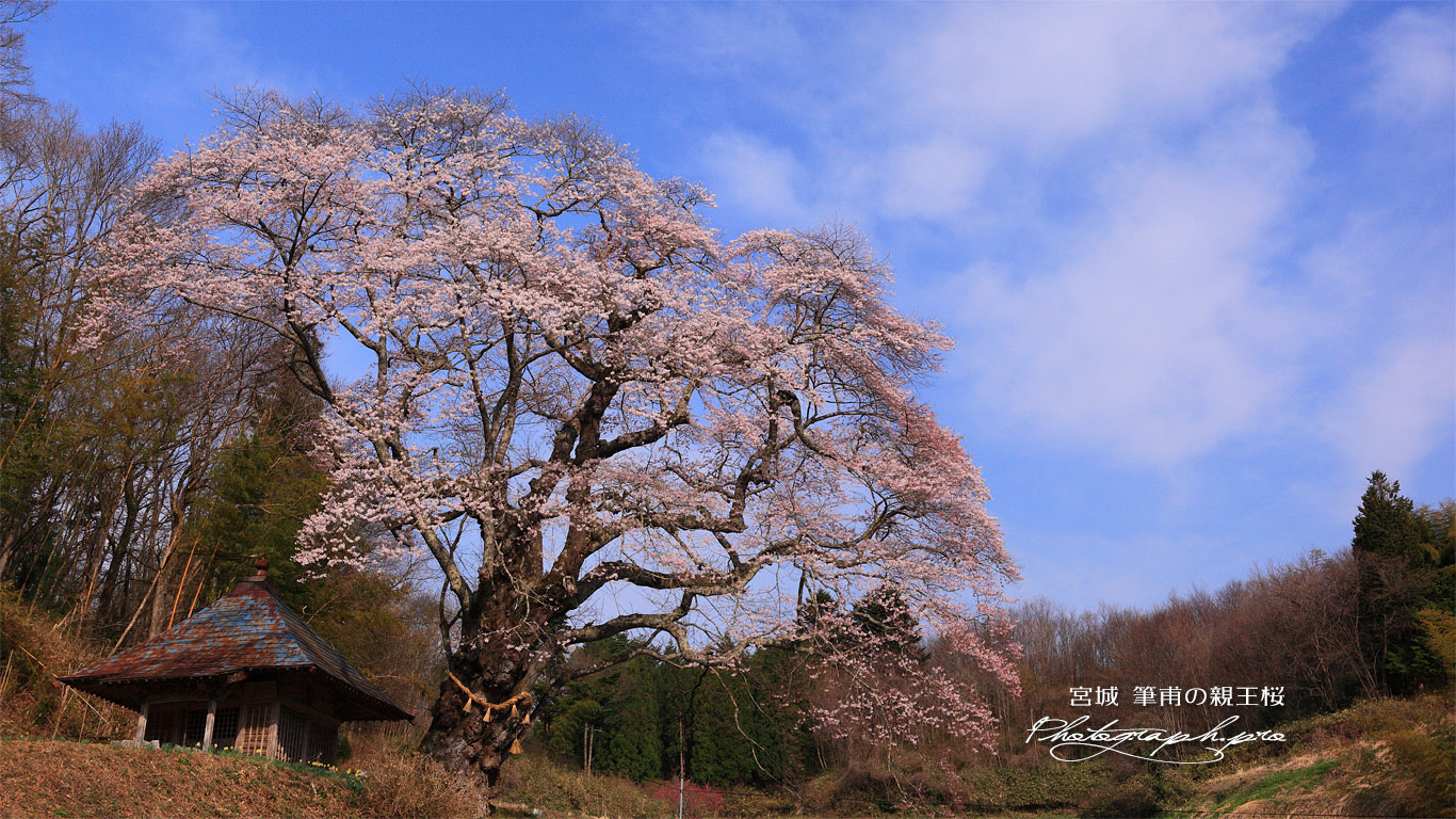 筆甫のウバヒガン桜 壁紙