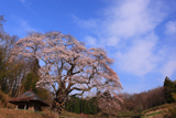 筆甫のウバヒガン桜