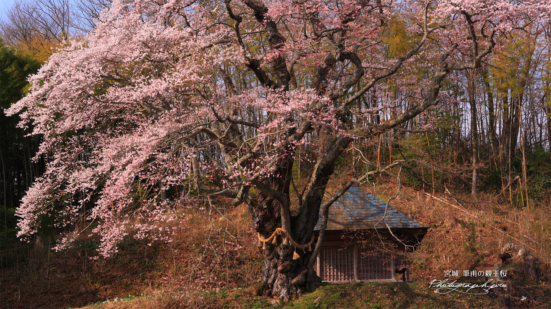 筆甫の親王桜