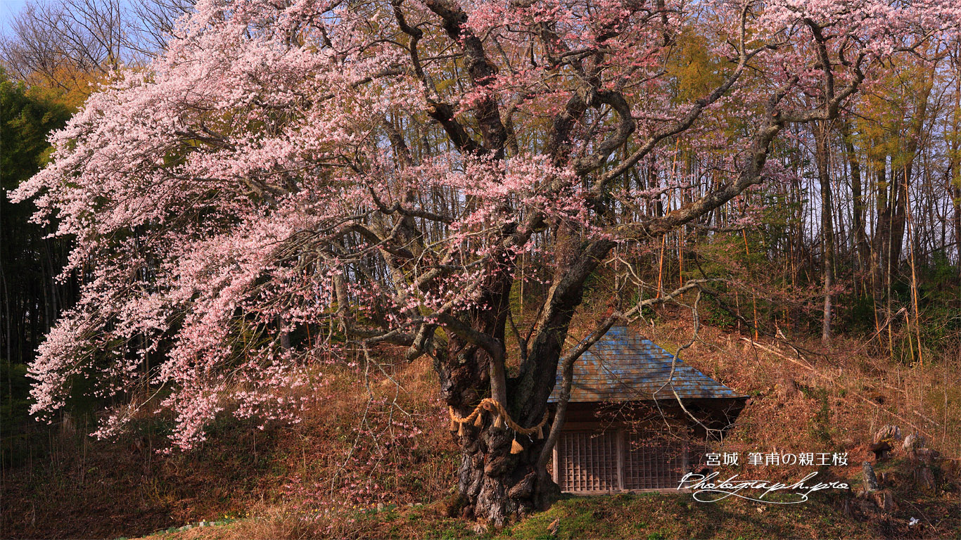 筆甫の親王桜 壁紙