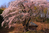 筆甫の親王桜