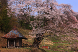 筆甫のエドヒガン桜