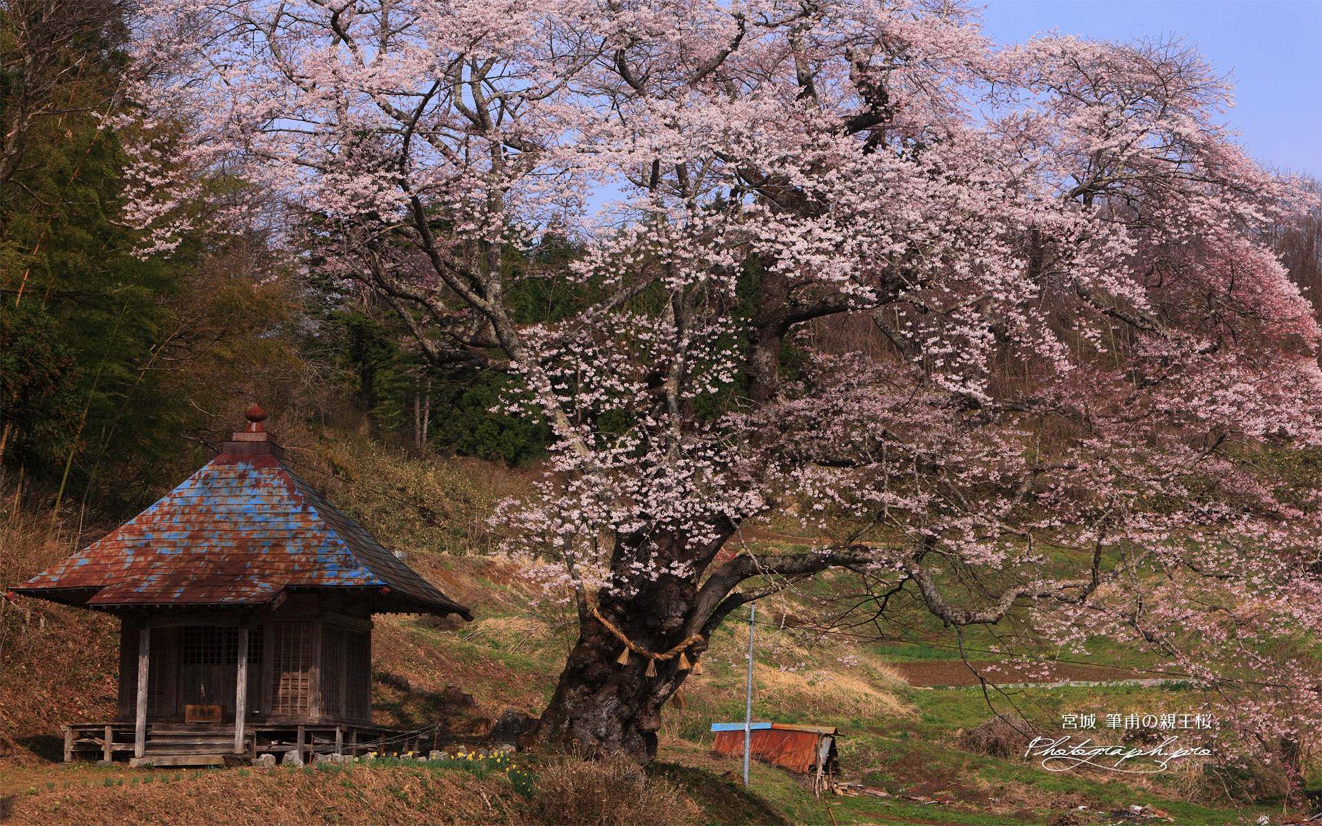 筆甫のエドヒガン桜