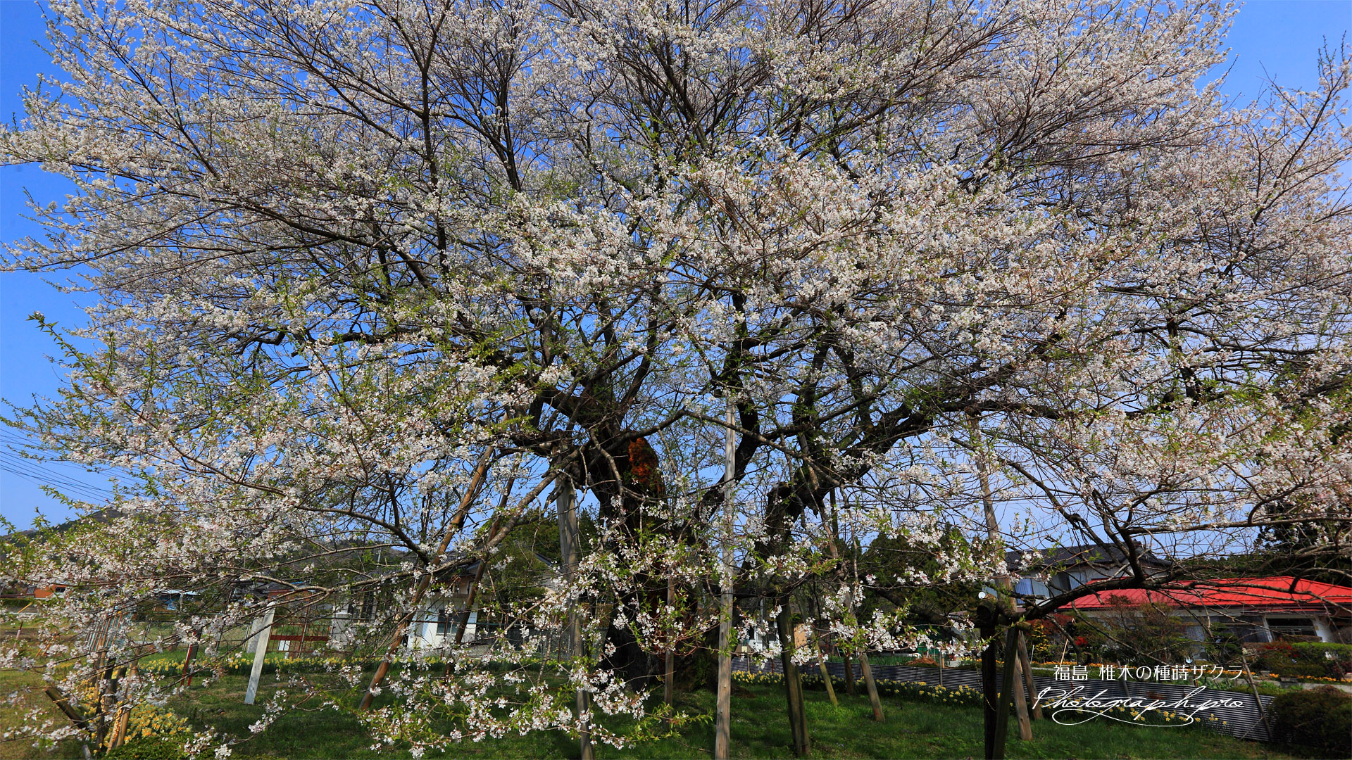 椎木の種蒔ザクラ