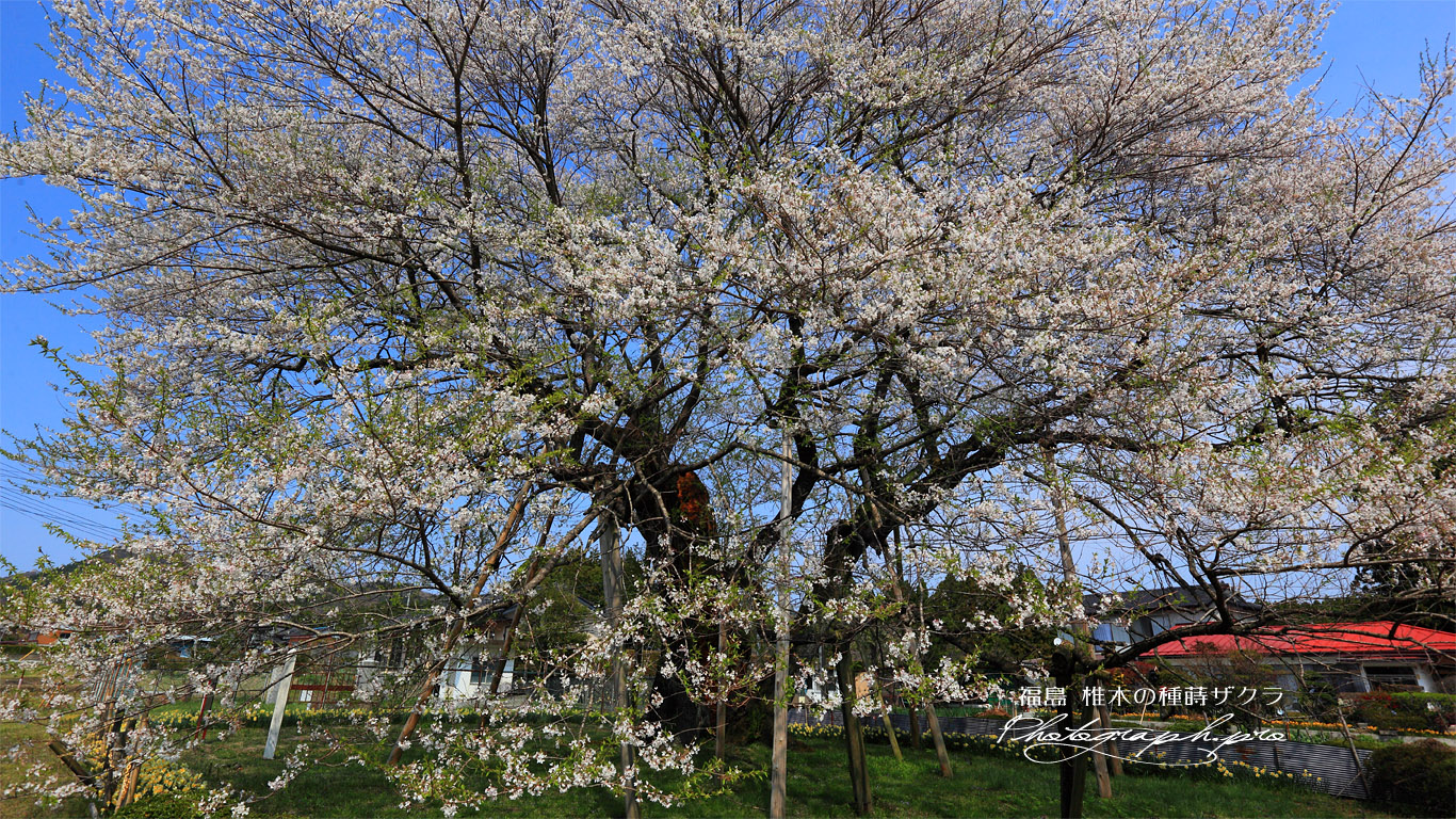 椎木の種蒔ザクラ 壁紙