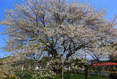 椎木の種蒔ザクラ