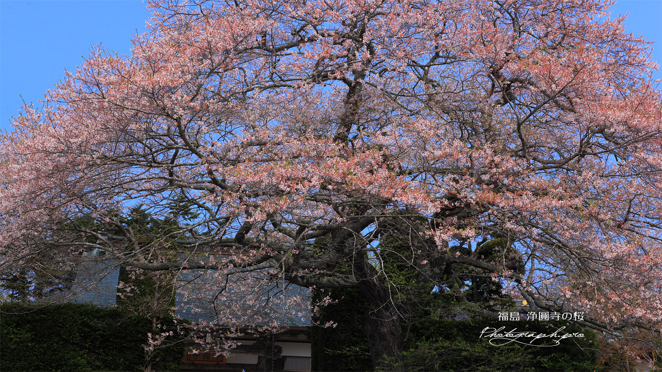 浄圓寺の桜 壁紙