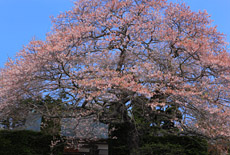 浄圓寺の桜