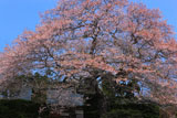 浄圓寺の桜