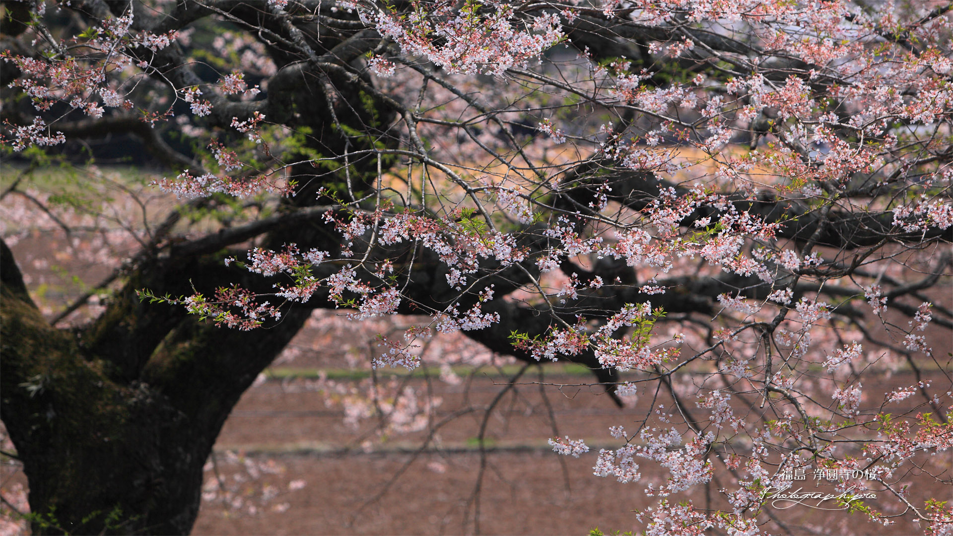 浄円寺の桜