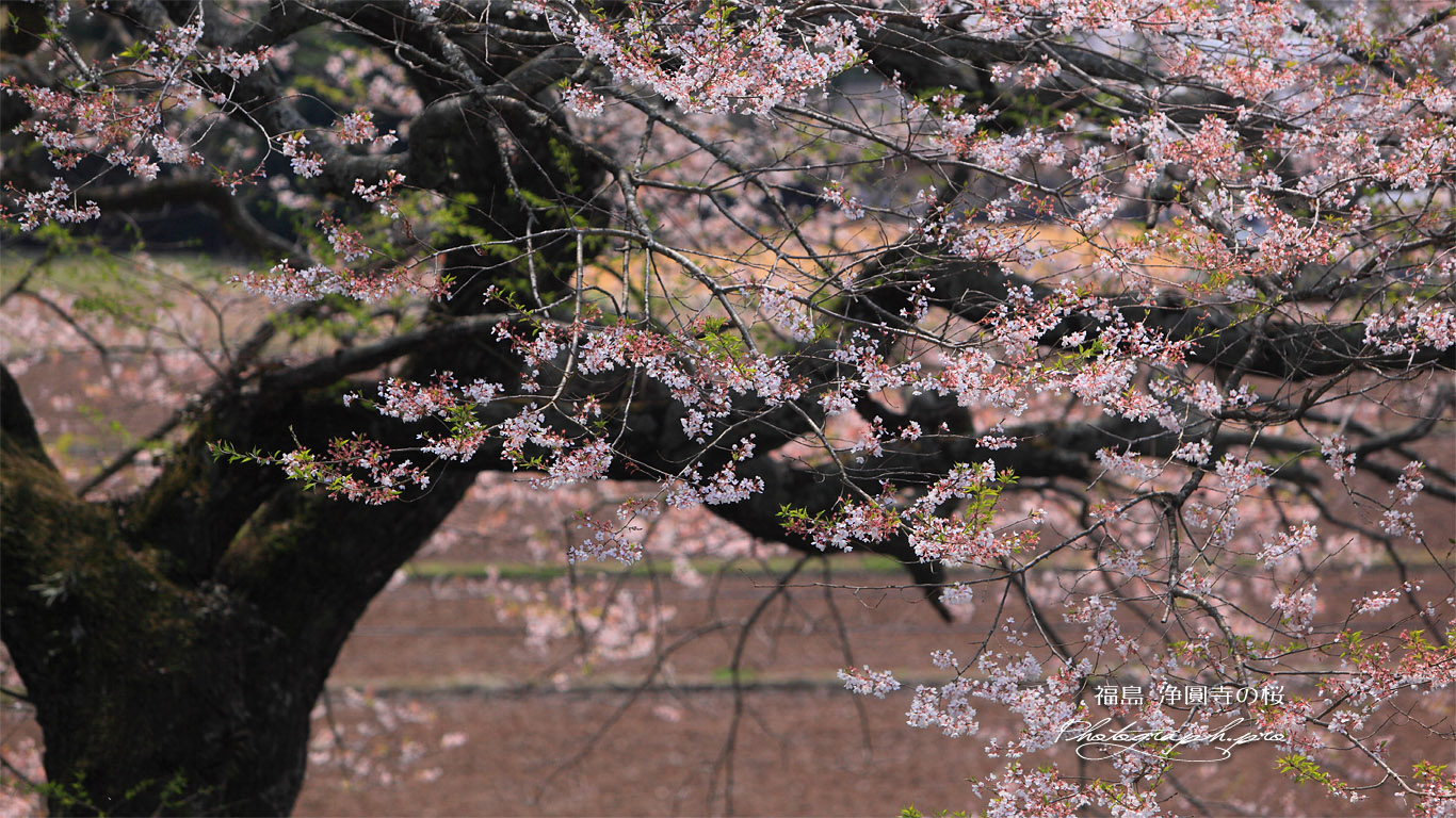 浄円寺の桜 壁紙