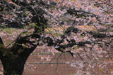 浄円寺の桜