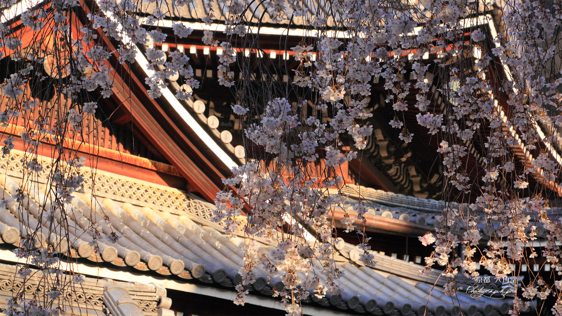京都六角堂 御幸桜越しの本堂