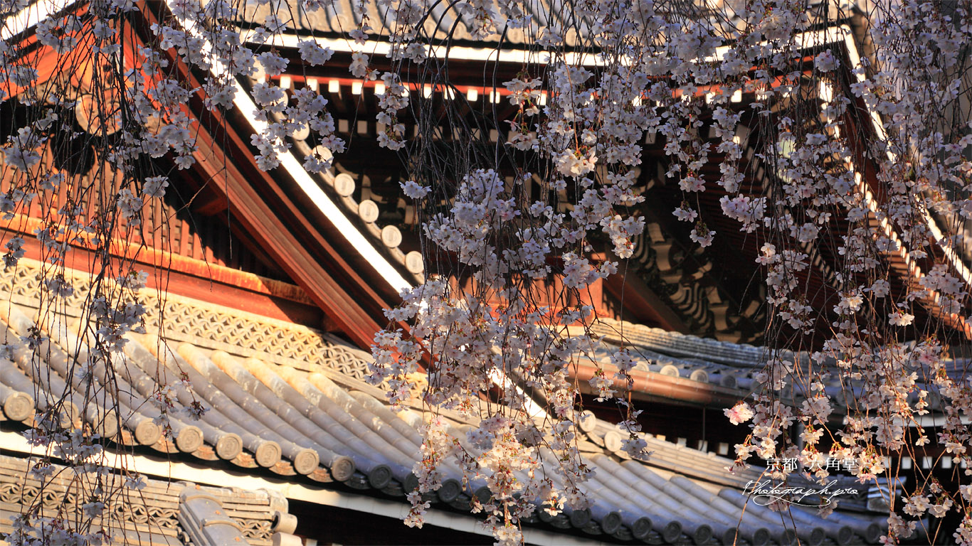 京都六角堂 御幸桜越しの本堂 壁紙