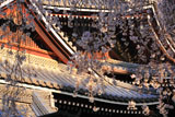 京都六角堂 御幸桜越しの本堂