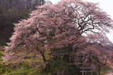 新殿神社の岩桜