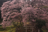 新殿神社の岩桜