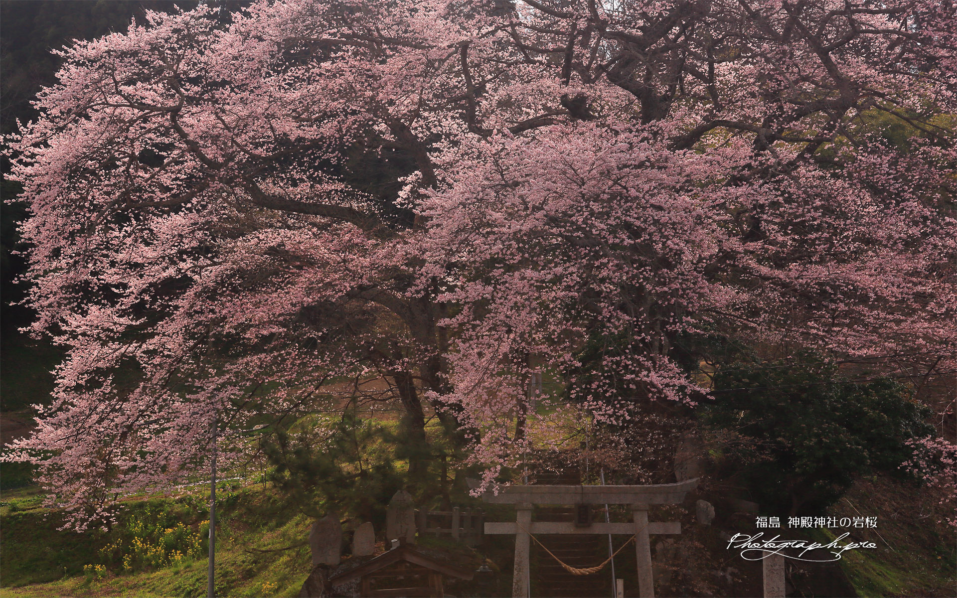 新殿神社の岩桜