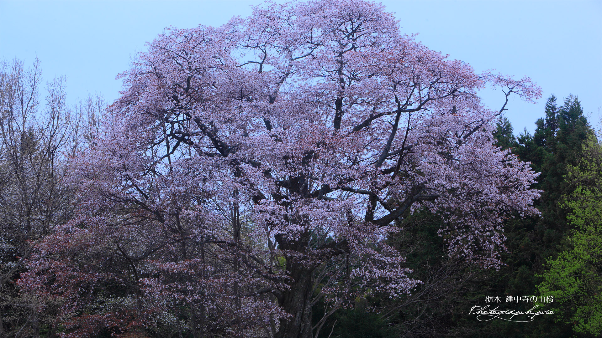 建中寺の山桜