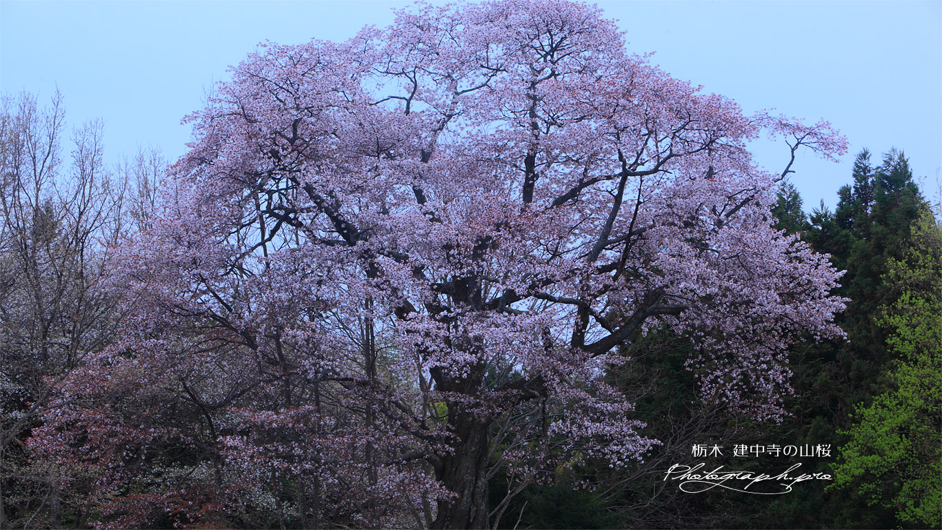 建中寺の山桜 壁紙