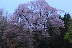 建中寺の山桜