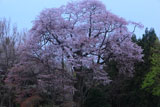建中寺の山桜