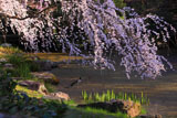 京都御苑 近衛邸のしだれ桜と鴨