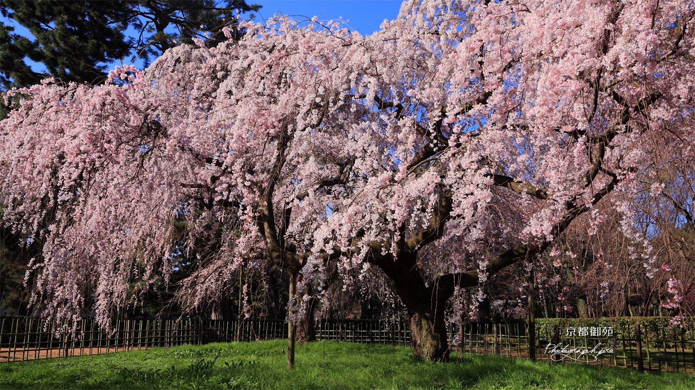 京都御苑 近衛邸の枝垂れ桜 壁紙