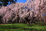 京都御苑 近衛邸の枝垂れ桜