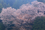上郷下平のヤマザクラ