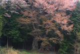 上郷下平の山桜