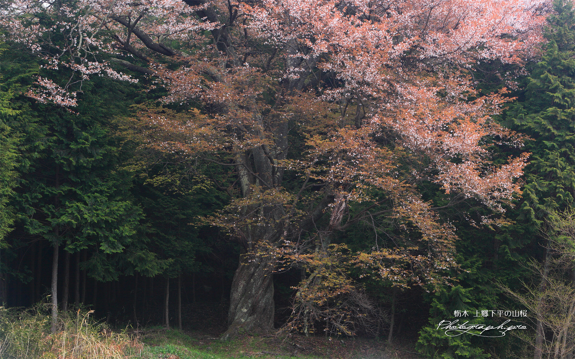 上郷下平の山桜