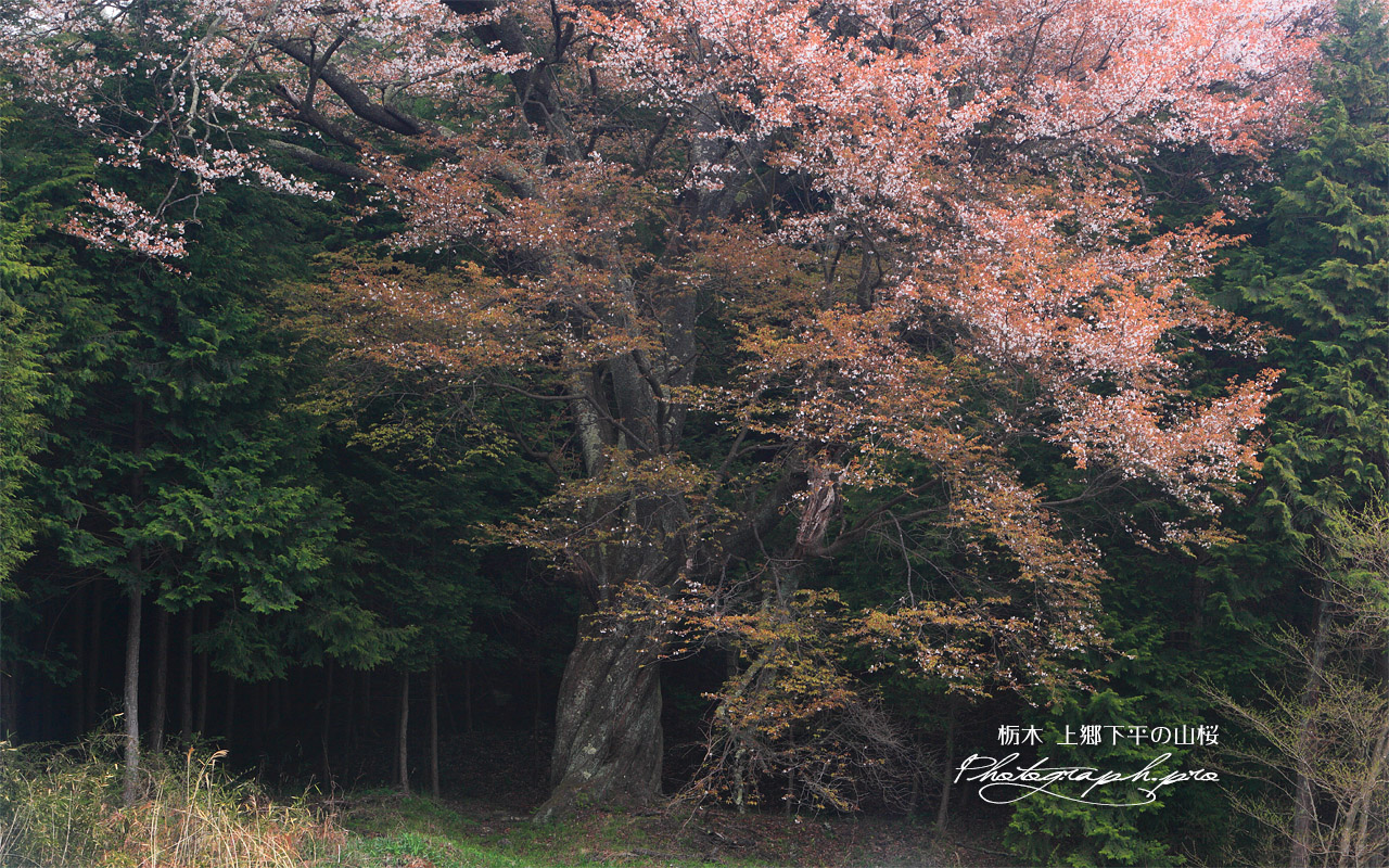 上郷下平の山桜 壁紙