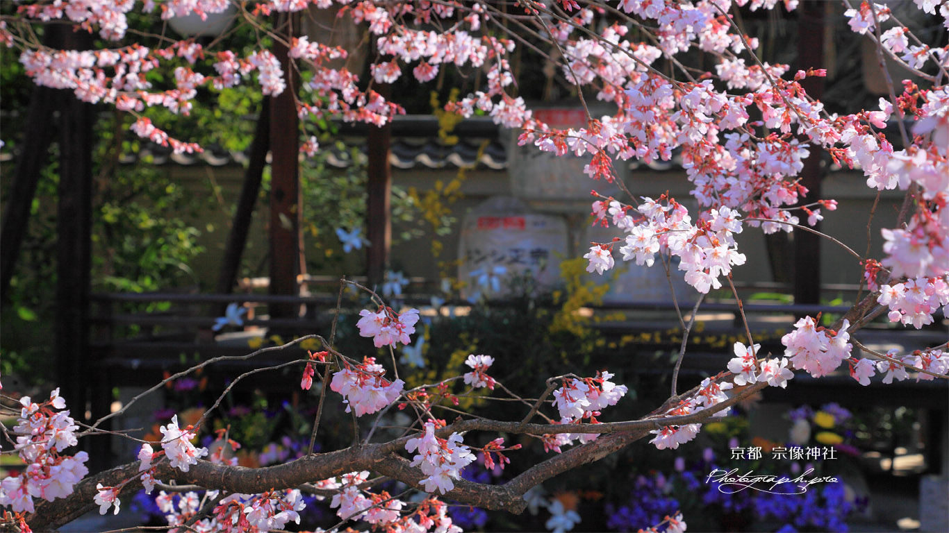 宗像神社の桜 壁紙