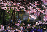 宗像神社の桜