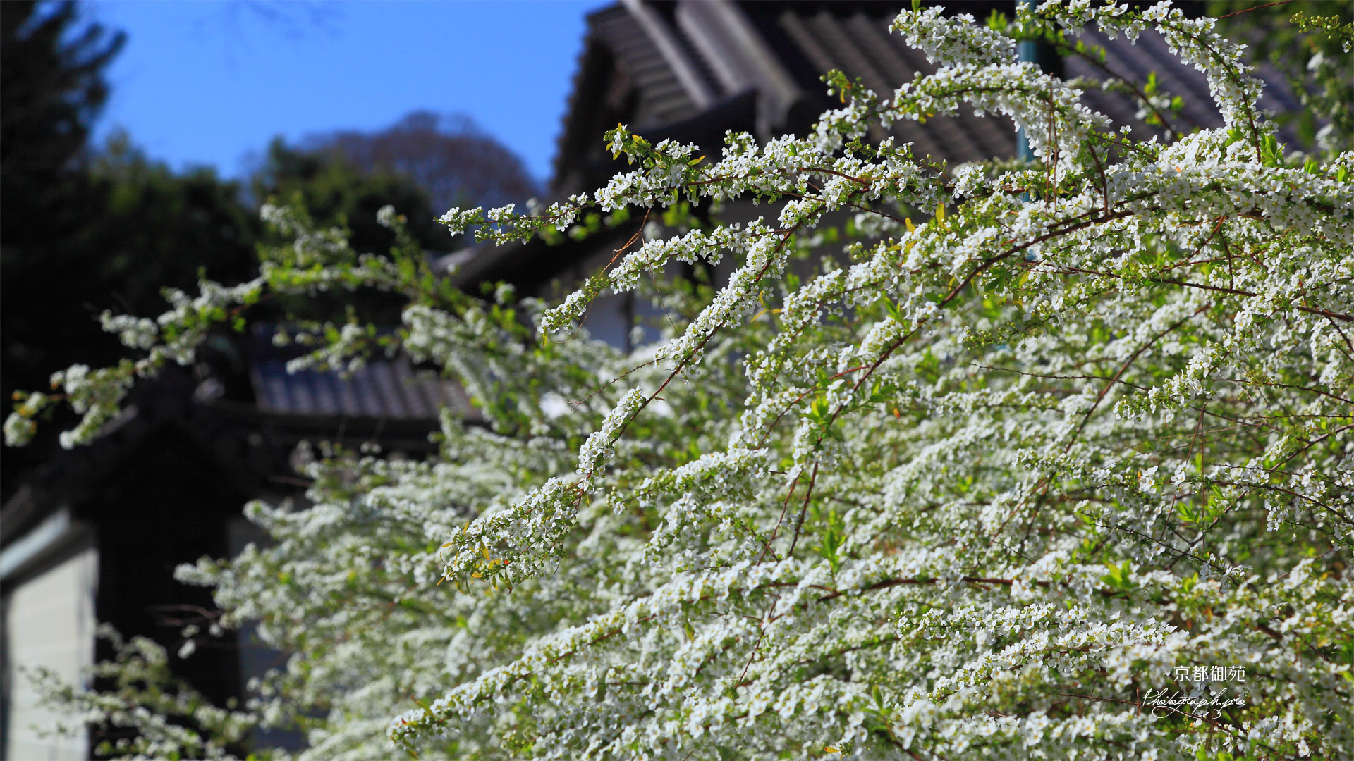 雪柳と閑院宮別邸