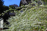 雪柳と閑院宮別邸