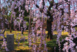 京都御苑 平安の庭の枝垂れ桜
