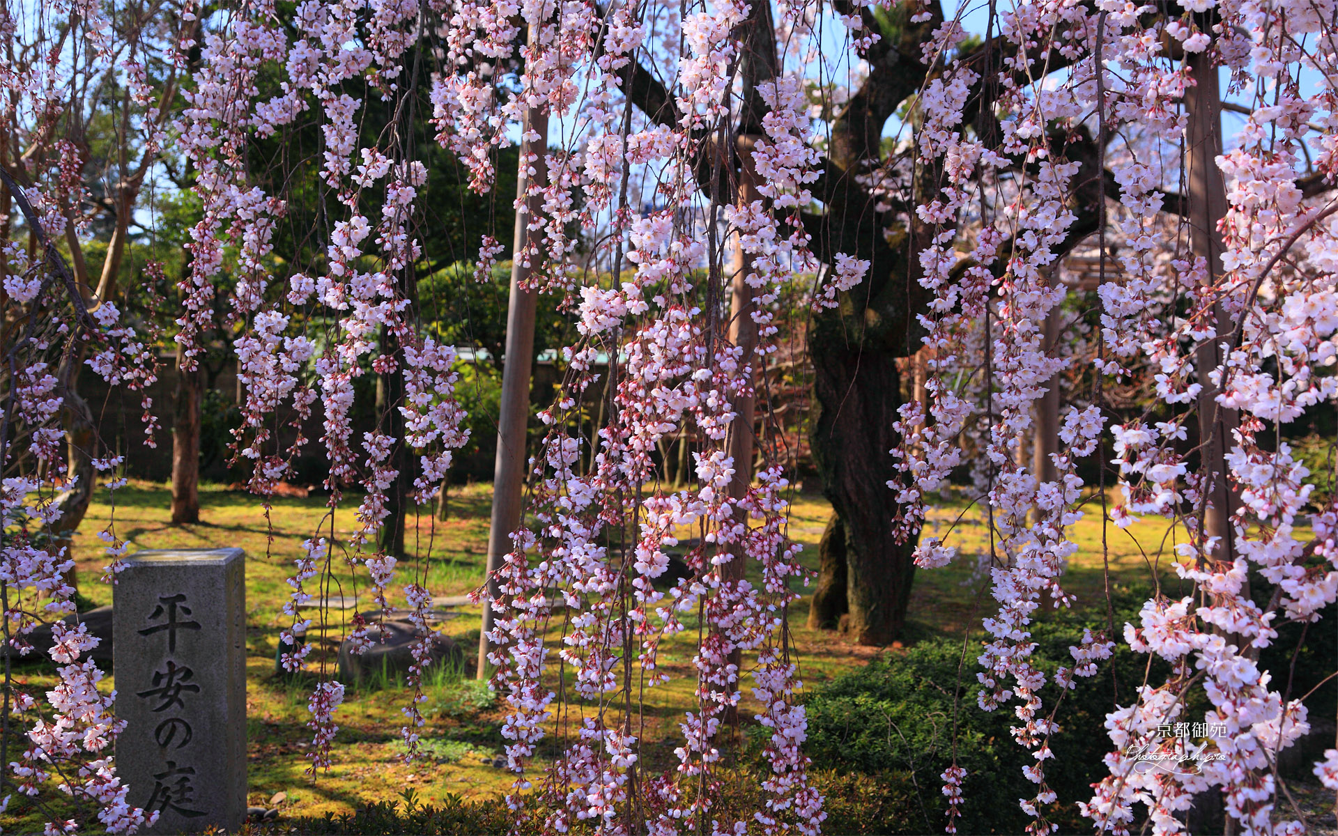 京都御苑 平安の庭の枝垂れ桜