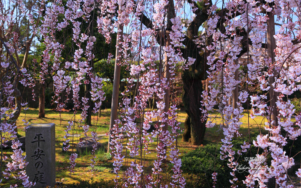京都御苑 平安の庭の枝垂れ桜 壁紙