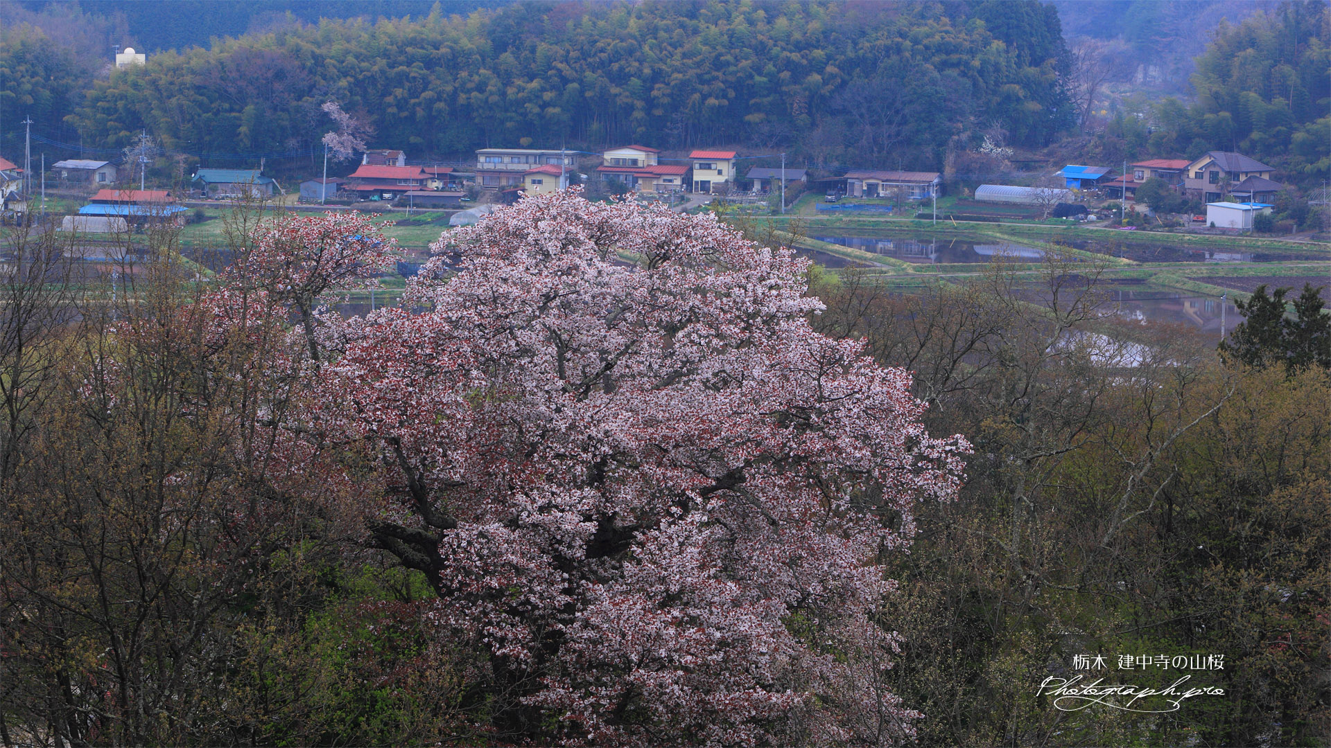 建中寺の山桜と芦野の里