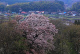 建中寺の山桜と芦野の里