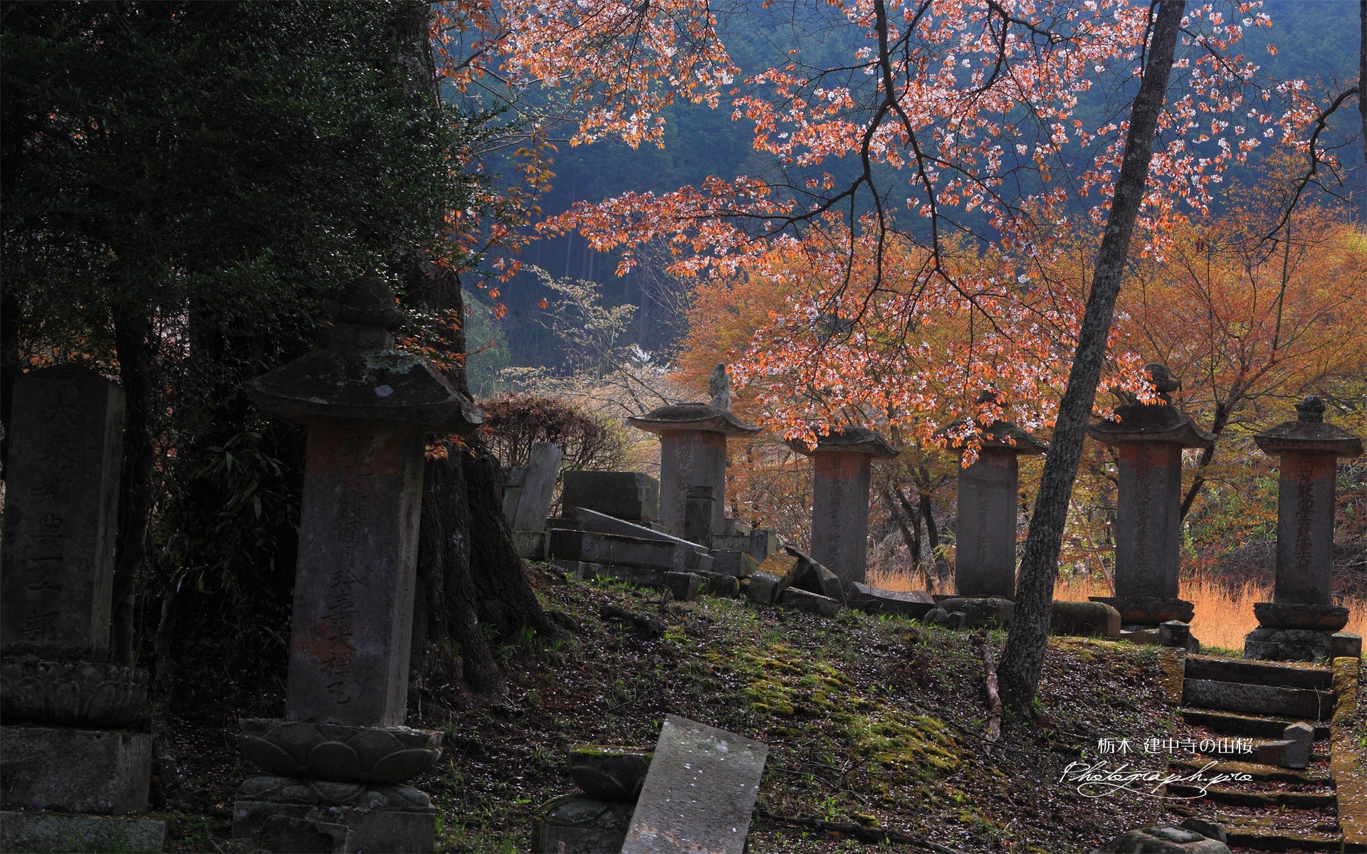 建中寺の山桜と芦野氏の新墳墓