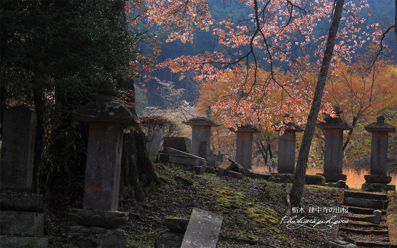 建中寺の山桜と芦野氏の新墳墓 壁紙