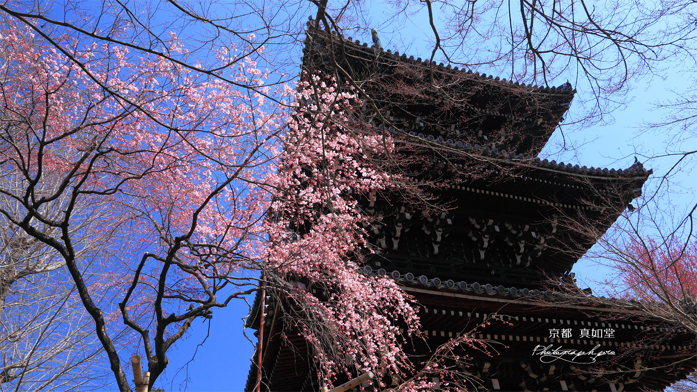 真如堂の枝垂桜と三重塔 壁紙